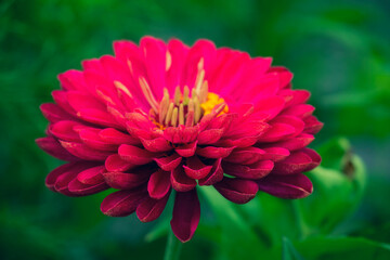 Bright red dahlia flower close-up on a green natural background.