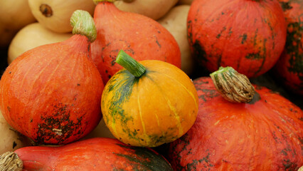 Pumpkin hokkaido harvest red kuri squash orange halloween festival pile bio farm workers harvesting...