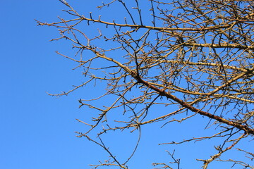 dry branches against blue sky background