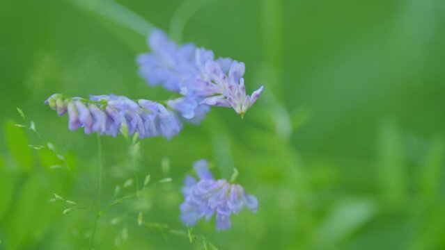 Tufted vetch. Purple flower of tufted vetch or vicia cracca.