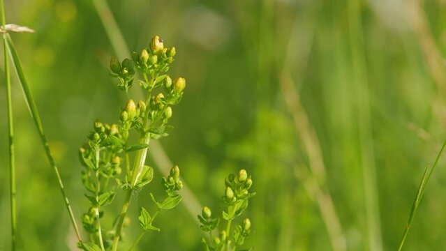 Hypericum perforatum, known as perforate st john s-wort. Species of the genus hypericum.