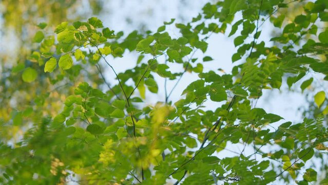 Green textured hazel nut leaves in spring or summer on the sunset light in the forest. Warm sunlight with beautiful bokeh background.
