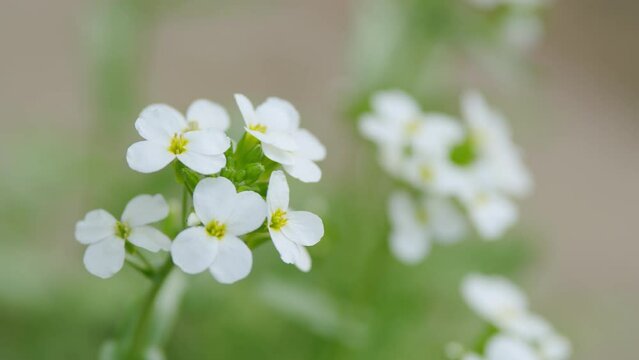 White flower alyssum or lobularia maritima. Arabis alpina caucasica white flowers. Slow motion.