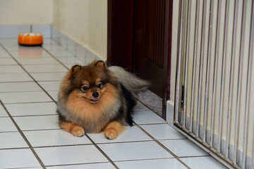 dog lying on the floor, world animal day, animal adoption day, adopt pet, Zwergspitz, Pomeranian,...