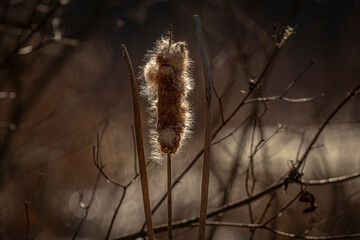 Cattail on a cold winter morning