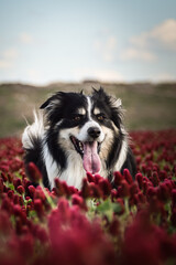 Border collie is standing in crimson clover. He has so funny face he is smilling