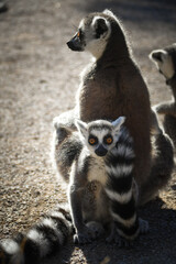 Obraz premium Lemur Kata is eating some grass whitch he found on the floor.