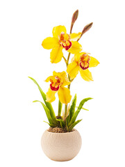 Yellow orchid cymbidium flower in a pot