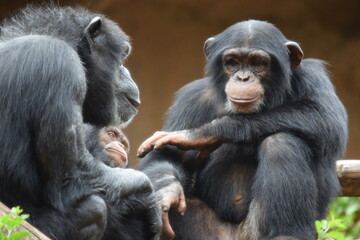 FAMILIA DE MONOS CHIMPANCES. PADRE SUJETA A HIJO MIENTRAS MADRE LO ACARICIA