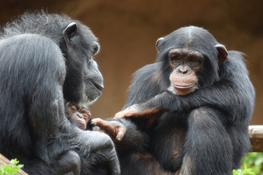 FAMILIA DE MONOS CHIMPANCES. PADRE SUJETA A HIJO MIENTRAS MADRE LO ACARICIA