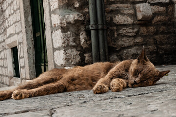 rudy kot śpiący ulica bruk chorwacja - obrazy, fototapety, plakaty