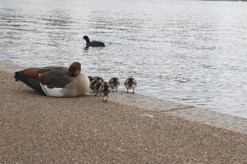 family of ducks