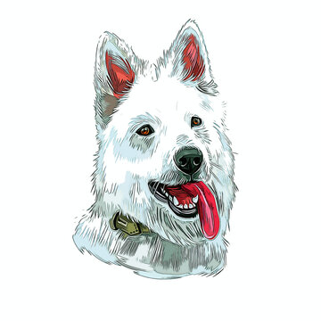 Berger Blanc Suisse Dog Breed Watercolor Sketch Hand Drawn Painting Silhouette Sticker Illustration Sublimation EPS Vector Graphic