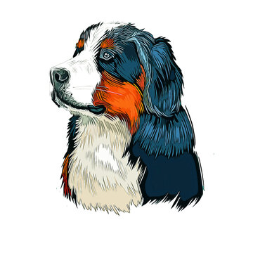 Bernese Mountain Dog Breed Watercolor Sketch Hand Drawn Painting Silhouette Sticker Illustration Sublimation EPS Vector Graphic