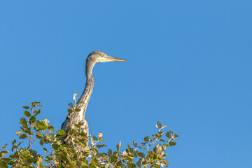 Juvenile Great Blue Heron perched in a tree