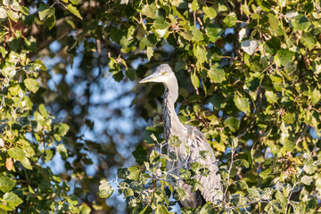 Juvenile Great Blue Heron perched in a tree