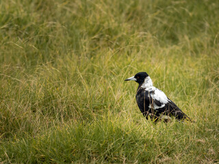 Australian magpie standing on wild grass background