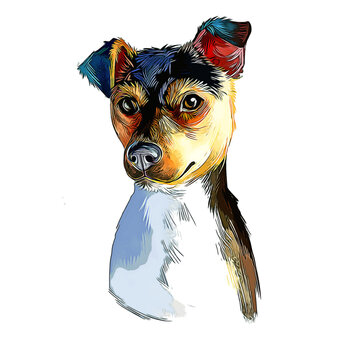 Brazilian Terrier Dog Breed Watercolor Sketch Hand Drawn Painting Silhouette Sticker Illustration Sublimation EPS Vector Graphic