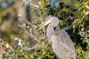 Juvenile Great Blue Heron perched in a tree
