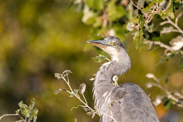 Juvenile Great Blue Heron perched in a tree
