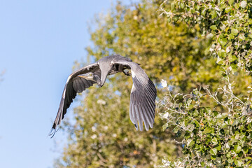 Naklejka premium Juvenile Great Blue Heron in flight