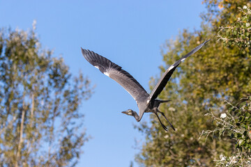 Fototapeta premium Juvenile Great Blue Heron in flight