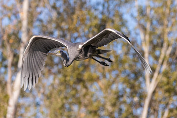 Juvenile Great Blue Heron in flight