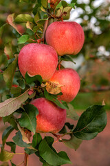 Rural organic growing of fruits in the family garden