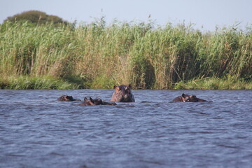 Fototapeta premium Hippo
