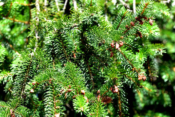 Fir branches in the forest