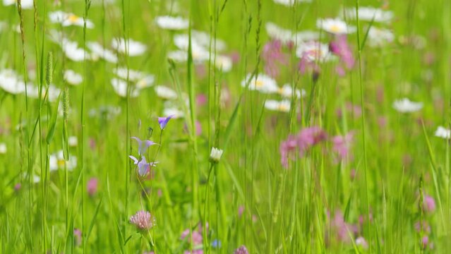 Wind sways chamomile flowers in the meadow. Beautiful field of daisies or chamomiles. Slow motion.