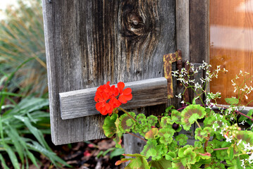 Wooden shutter with red flower