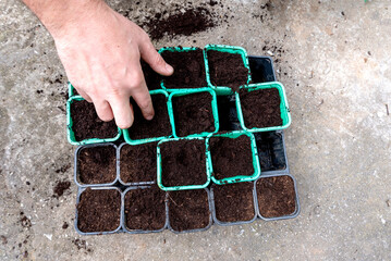 Man sowing seeds in pots, gardening concept