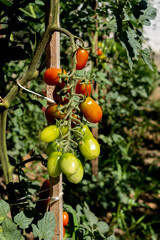 Red and green small cherry tomatoes, home gardening concept.