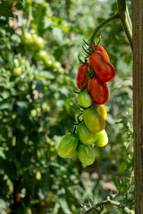 Red and green small cherry tomatoes, home gardening concept.
