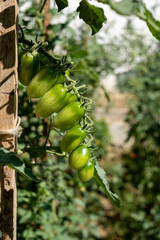 Unripe green small cherry tomatoes, home gardening concept.