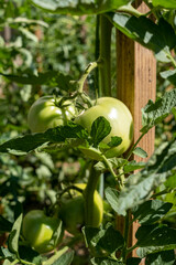 Unripe green tomatoes, home gardening concept.