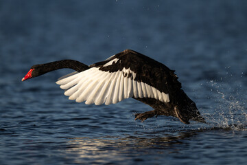 Black swan wings2