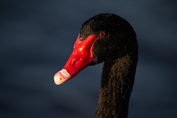 Black swan headshot