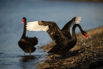 Black Swan pair
