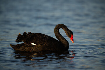 Black swan feeding
