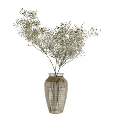 Plant on vase isolated white transparent background