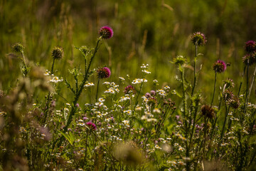 A field full of Wildflowers