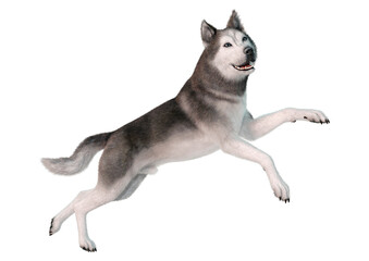 3D Rendering Siberian Husky on White