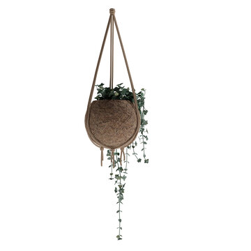 Hanging Plant Transparent Background