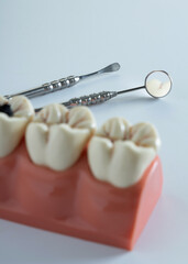 Adult Dental Teeth Model Large Model Removable Resin Removable Dentist Training Tool