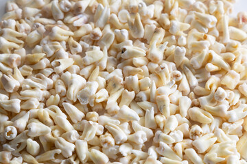 a lot of human teeth in dentistry on a white background