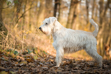 Schnauzer is standing in the forest. It is autumn portret.