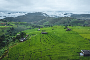 Obraz premium High angle view Green Rice field on terraced in Chiangmai