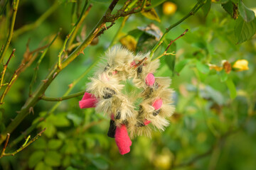 Soft fluffy fleece toys for dog. soft toy from fleece suitable for every dog and cat